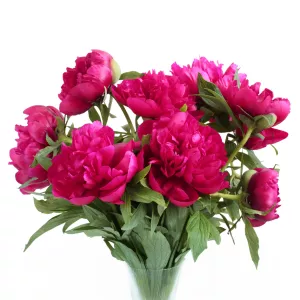 pionim